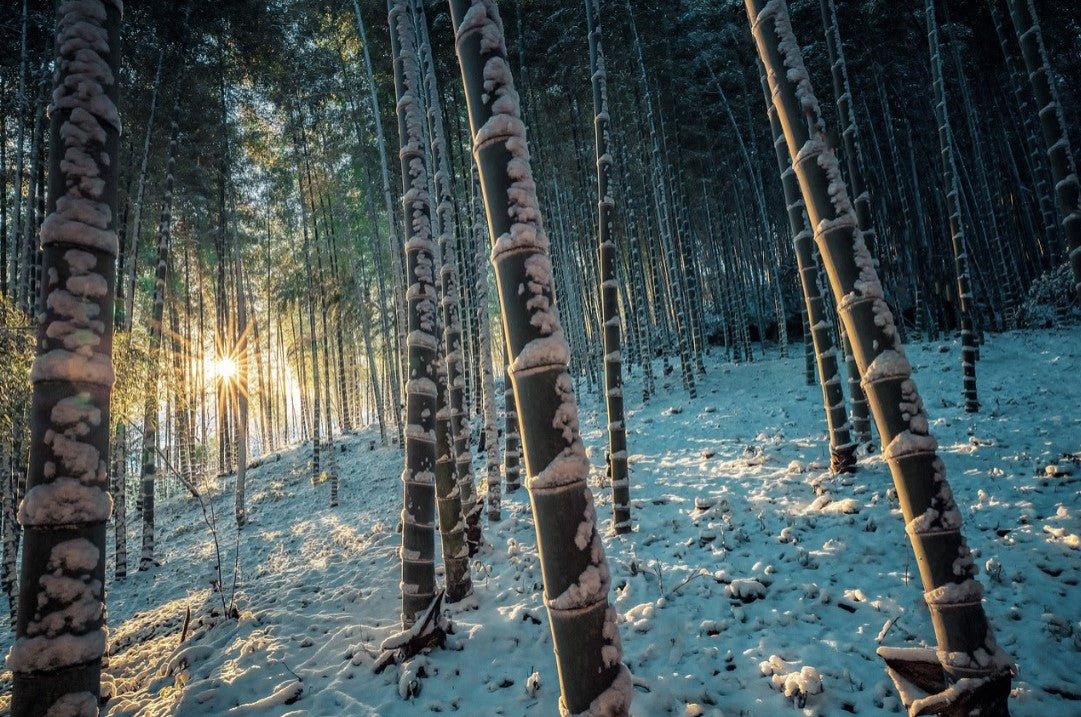 Verschneiter Bambuswald bei Sonnenaufgang. Hohe Bambusstämme ragen aus einer schneebedeckten Landschaft empor, während die tief stehende Sonne warmes Licht zwischen den Bäumen hindurchstrahlen lässt.  Die tief stehende Sonne erzeugt eine stimmungsvolle Atmosphäre und hebt die natürliche Schönheit des nachhaltigen Rohstoffs Bambus hervor.