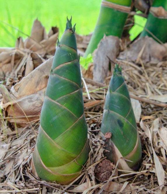 Frische Bambussprossen treiben im Gartenboden aus und zeigen das schnelle Wachstum der Bambuspflanze.